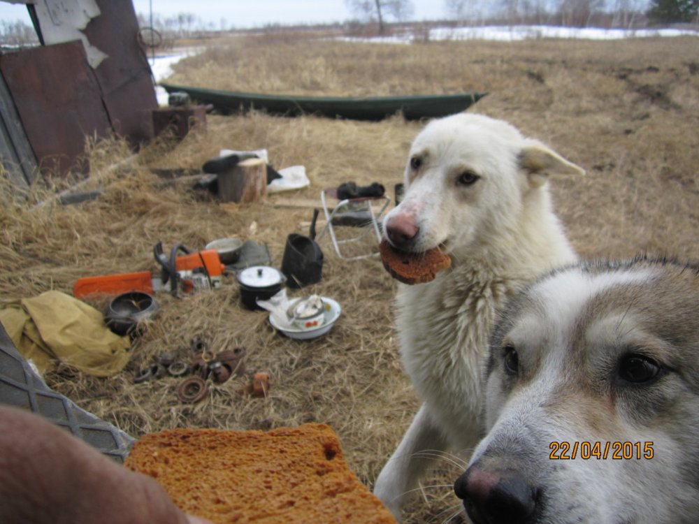 помощники наши