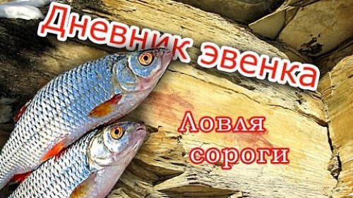 Рыбалка: ловля рыбы сорога