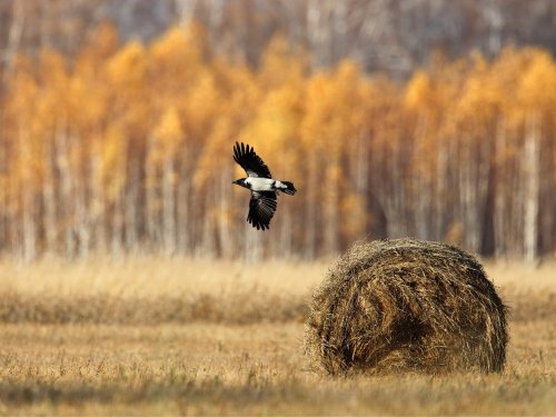 Доволенский заказник