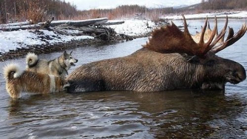 Охота на Лося в Сибири!