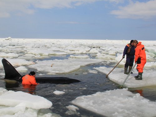 Во льдах