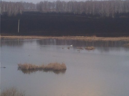 лебедь