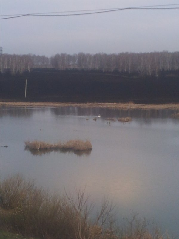 лебедь