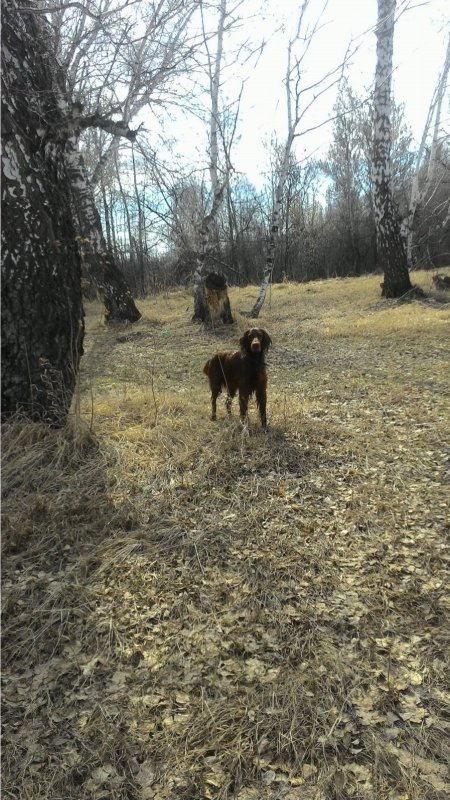 Помощник