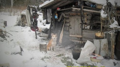 Сибирская лайка! Охота в тайге!