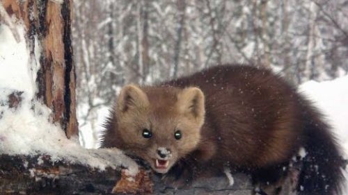 Промысловая охота на соболя!