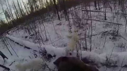 Охота на медведя с Западно-Сибирской лайкой