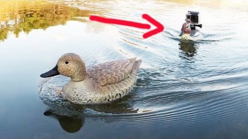 Why are you following me?  (RC Duck - made using the duck hunting decoys)