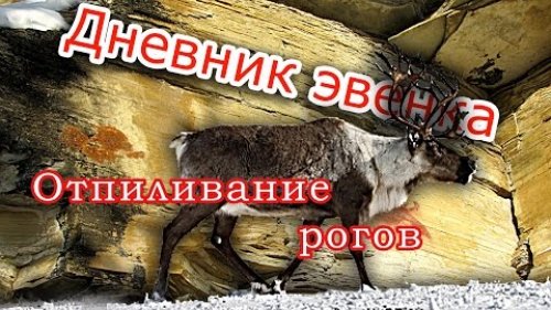 Отпил рогов.