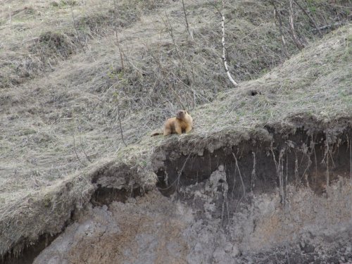 весенний сурок