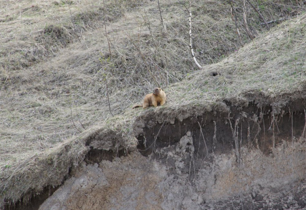 весенний сурок