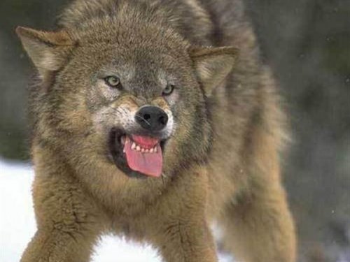 Охота на волка на логовах
