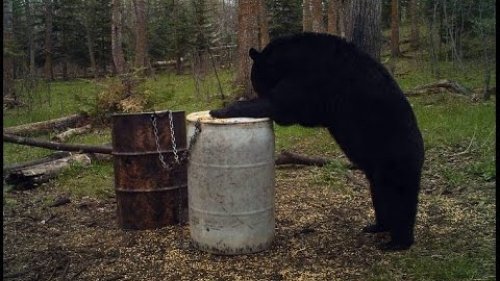 Якутия! Охота на медведя весной! Часть 2