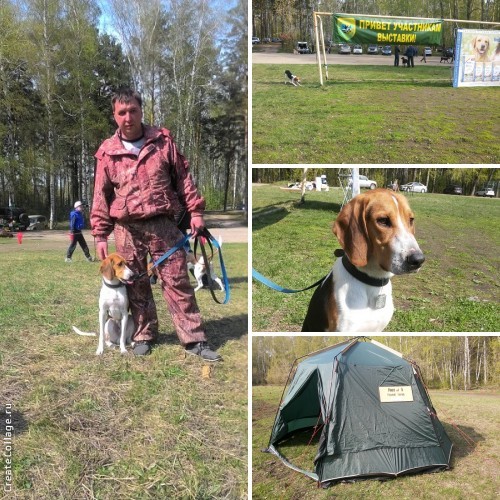 ОО "Новосибирское ООО и Р" проводит 44-ю Новосибирскую областную выставку собак охотничьих пород.