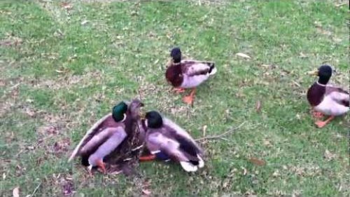 Bird Eats Ducks ( о вреде селезней-видеодоказательства в защиту весенней охоты на селезней уток)