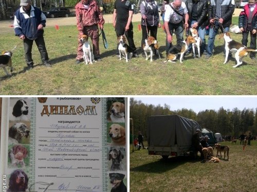 ОО &quot;Новосибирское ООО и Р&quot; проводит 44-ю Новосибирскую областную выставку собак охотничьих пород.
