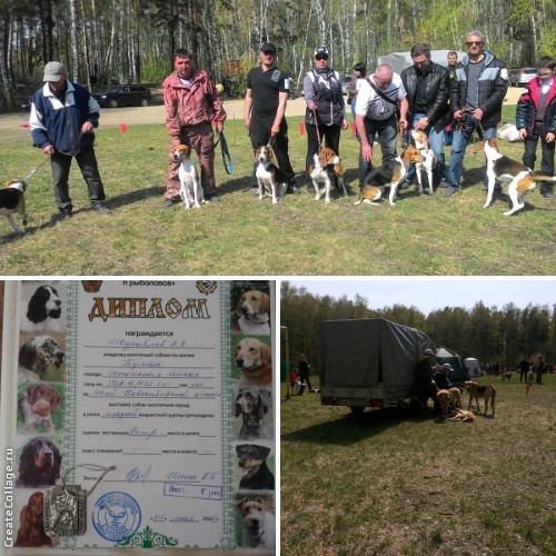 ОО "Новосибирское ООО и Р" проводит 44-ю Новосибирскую областную выставку собак охотничьих пород.