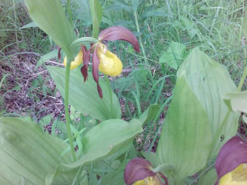 Венерин Башмачок Желтый ( дикая орхидея)