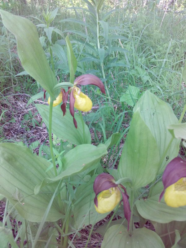 Венерин Башмачок Желтый ( дикая орхидея)