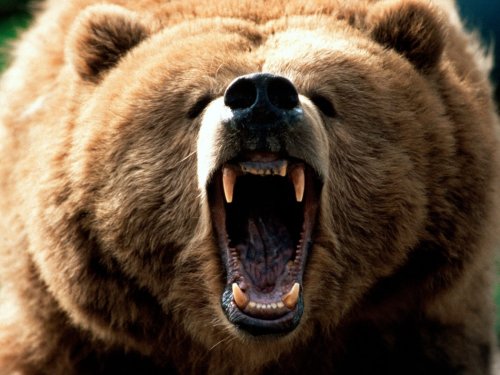 В Амурской области крупный медведь убил человека
