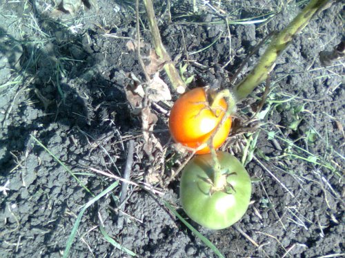 Дикие помидоры,томаты.