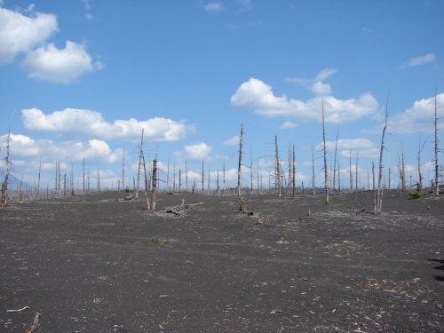 &quot;Мертвый&quot; лес - последствия извержения 1975 года Камчатка июнь 2016