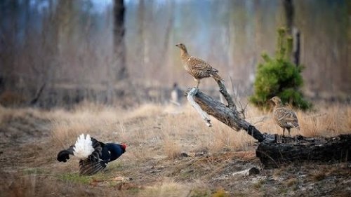 Охота на пернатых в Тверской области!