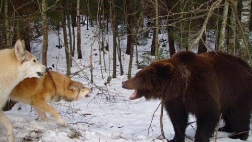 Охота на крупного медведя!