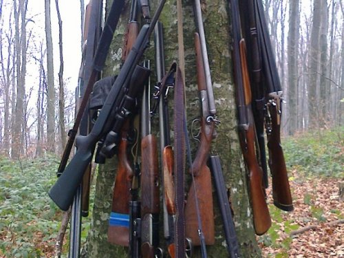 бук карпатский