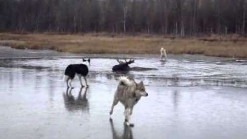 Охота на копытных. Из цикла |Наши путешествия|
