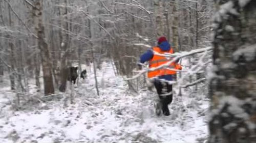 Кабан чуть не снес оператора...