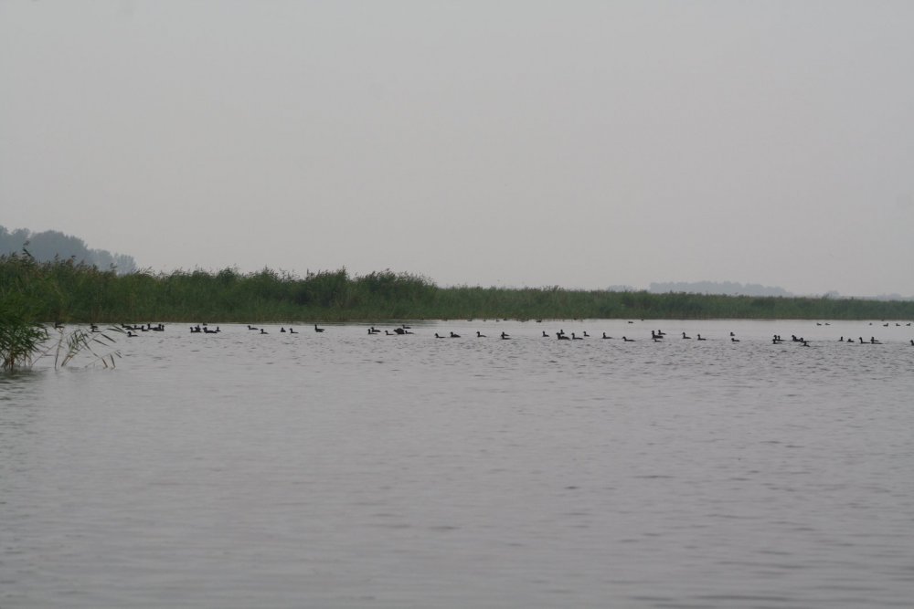 Лысушки