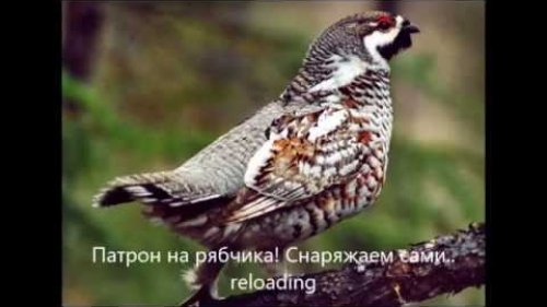 Патрон на рябчика.Снаряжаем сами.  reloading