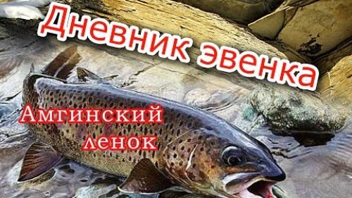 Амгинский ленок