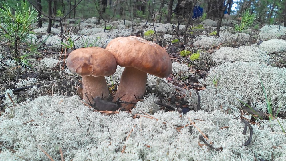 Красавцы