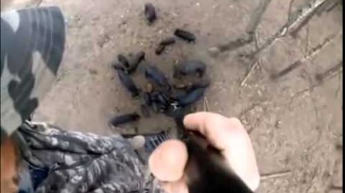 ОХОТА НА КАБАНА! не применяя ружья ТАКОГО ВЫ НЕ ВИДЕЛИ!