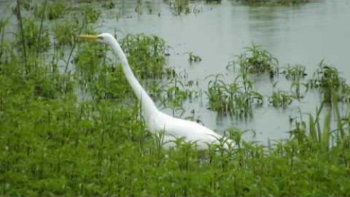 Большая белая цапля. White egret