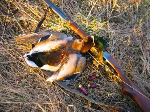 Охотников Алтайского края предупредили о случаях птичьего гриппа в регионе