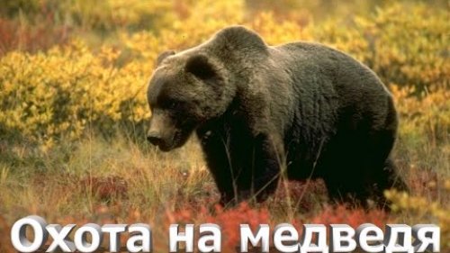 Охота на медведя Русская охота