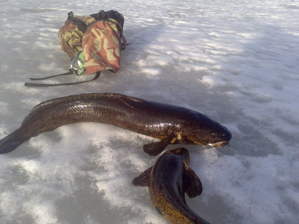 Купить Налим В Г Ижевске