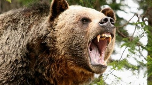 Охота медведя гризли (лат. Ursus arctos horribilis)