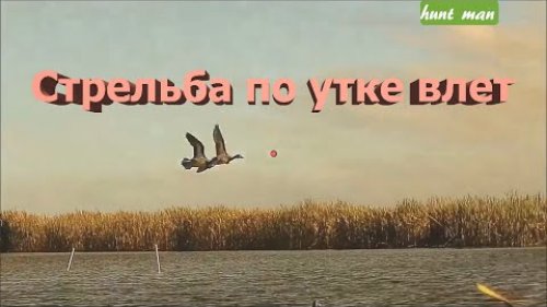Стрельба влет по утке (поучительное видео)