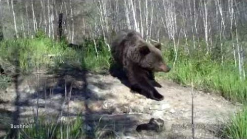 Медведь на солонце. в 45 км от города Чита