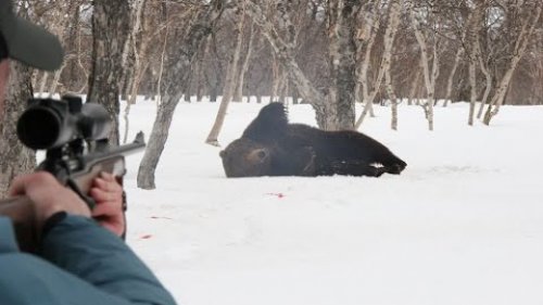 Охота на медведя. Настоящая русская охота.