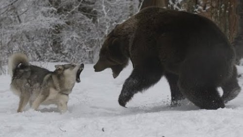 Охота на медведя в Якутии! Якутский промысел...