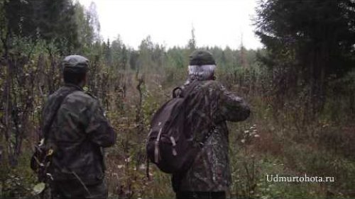 Охота на лося на реву в сентябре