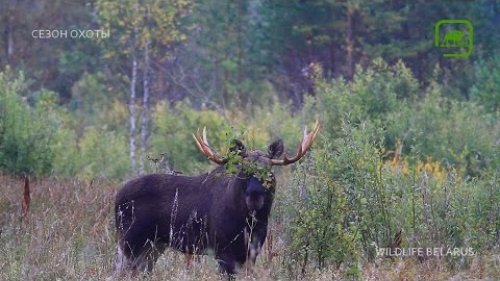 Лось чешет рога. Moose scratching antlers on bushes . WildLife Belarus