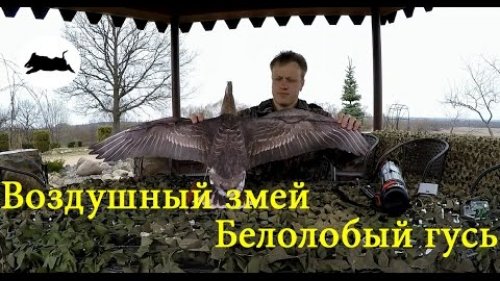 Воздушный змей "Белолобый гусь", сборка, советы по использованию