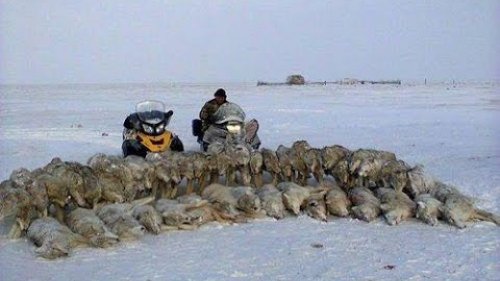 Охота на волка! Из цикла |Охотничьи экспедиции|