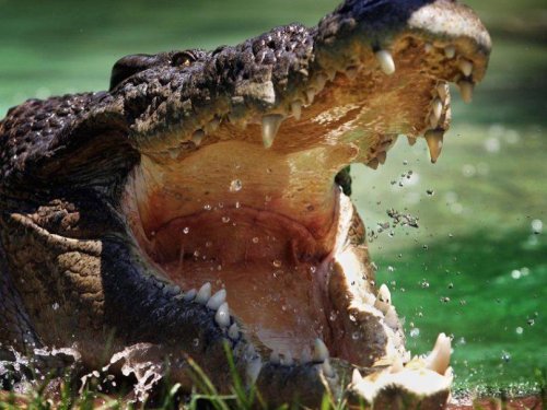 Крокодилы в Северском Донце